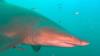 Sand Tiger on the NC coast