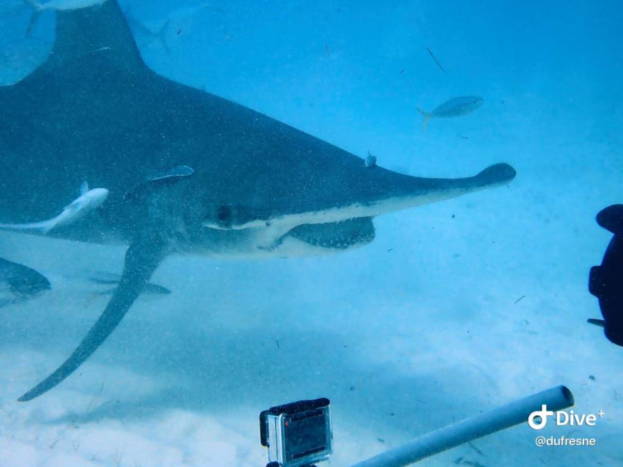 Bimini Hammer Dive