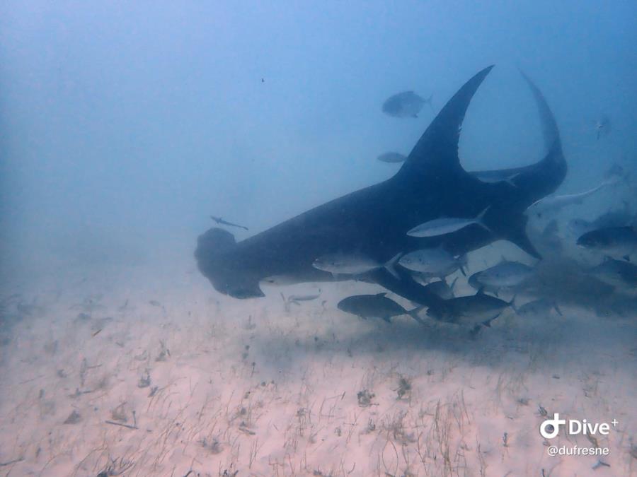 Bimini Hammer Dive