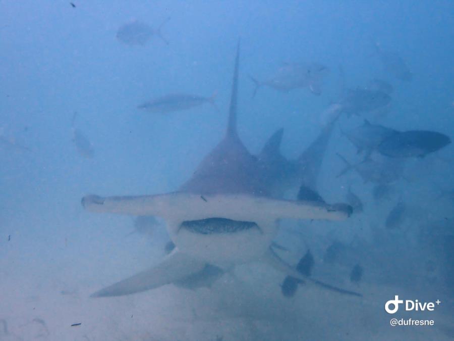 Bimini Hammer Dive