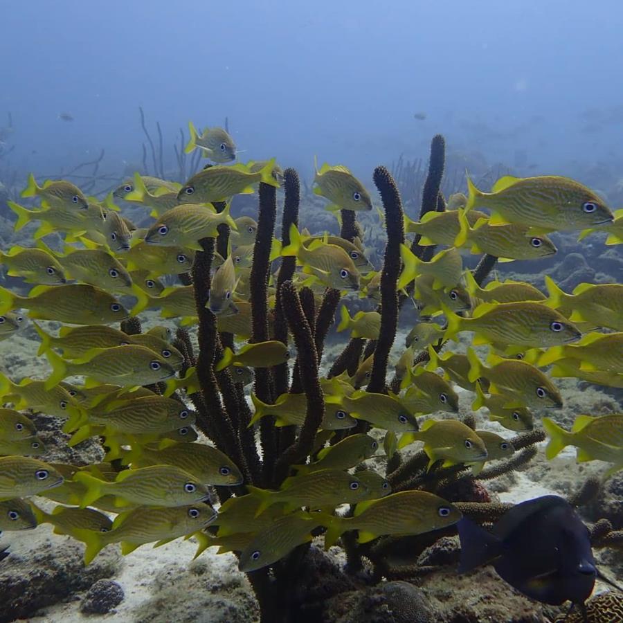 Aruba