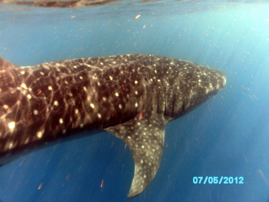 Whale Shark