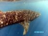 Whale Shark