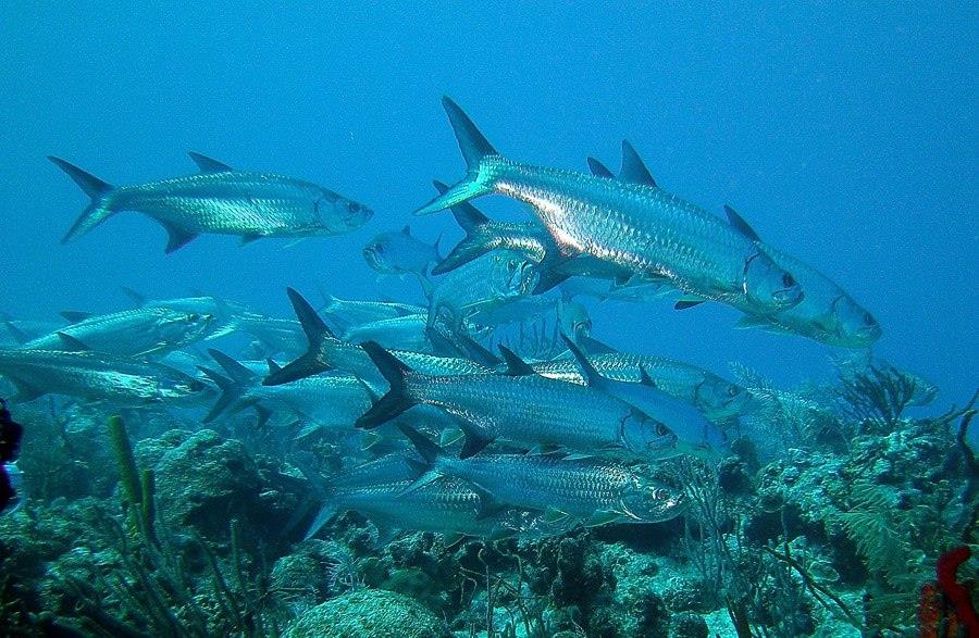 Tarpon