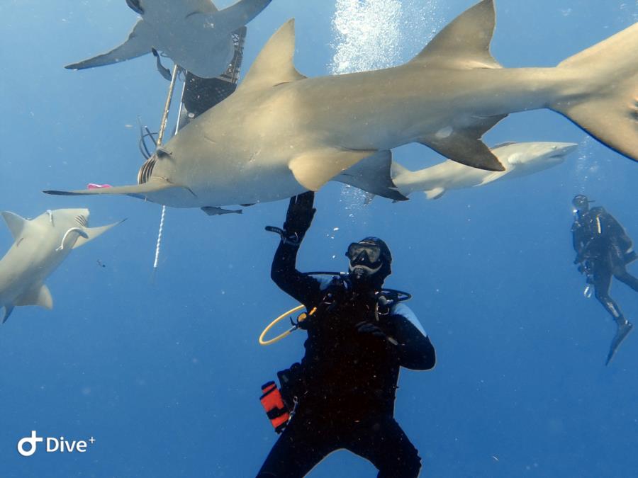 Some Sharkies