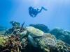 Diving with Green Turtles in Komodo