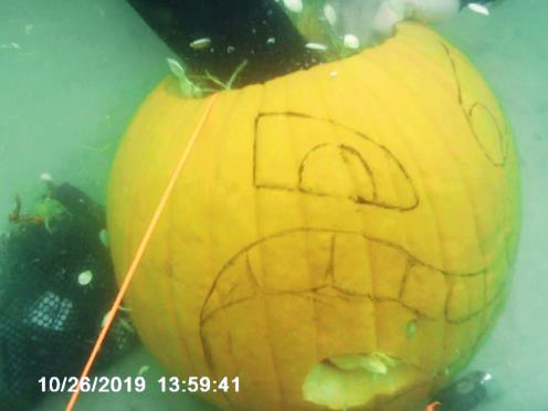 Pumpkin carving w/Dive Pros Pensacola Beach