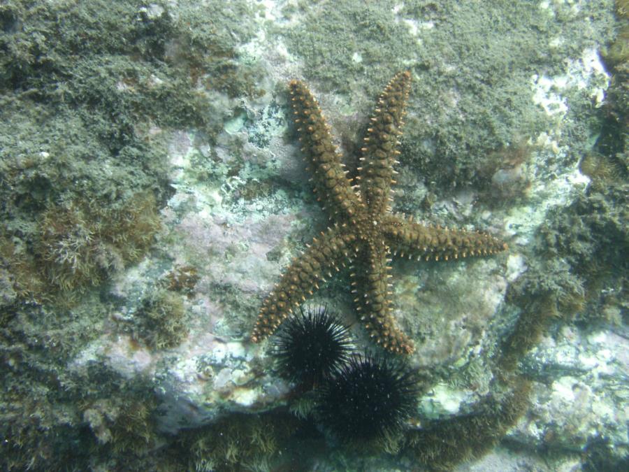 Starfish