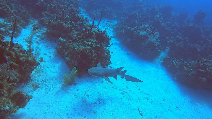 Cayman 2020 - Nurse Shark