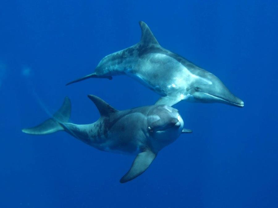 Dolphins