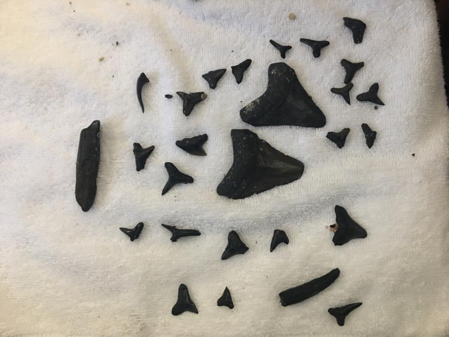 Shark teeth