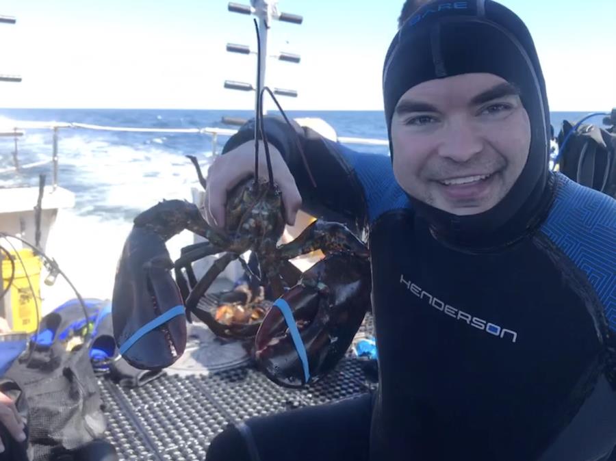 Lobster at Halfway Rock