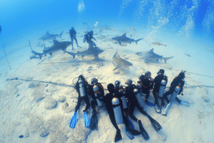 Bull Sharks