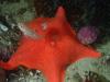 starfish buddy