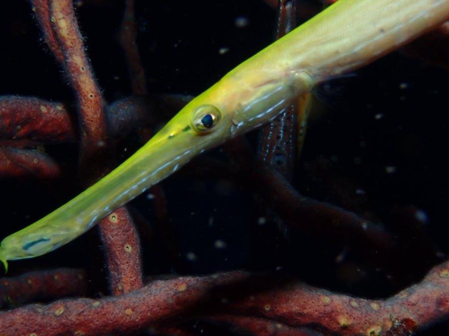 pipefish