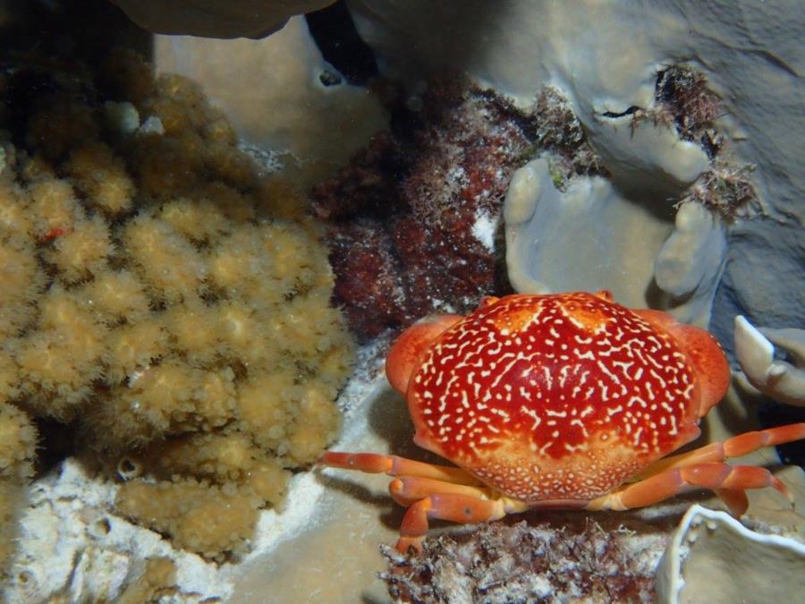 bonaire crab