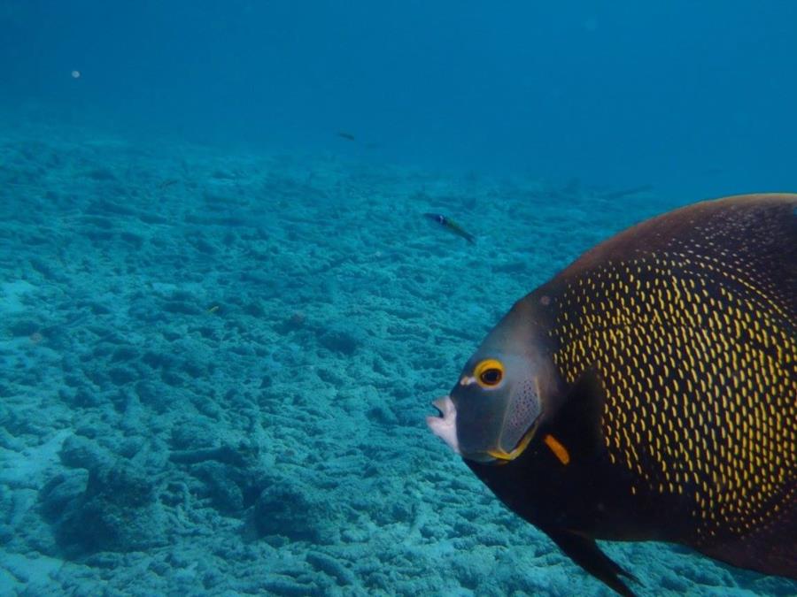 bonaire fish