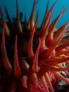 anemone w starfish buddy