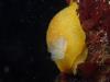 local nudibranch