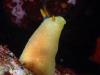 yellow nudi