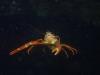 pelagic crab