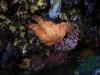 Wharf starfish anenome