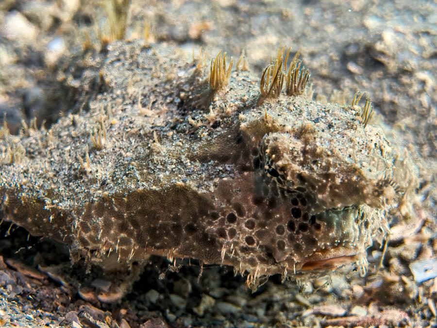 Polka-Dotted Batfish