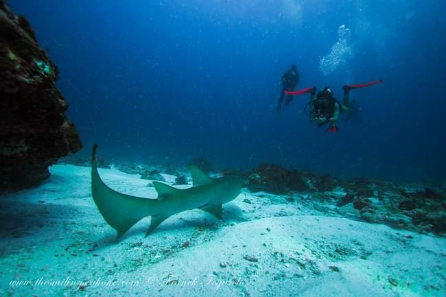 Divers and Shark