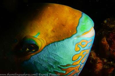 parrot fish portrait by Franck Fogarolo