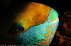 parrot fish portrait by Franck Fogarolo - smilingseahorse