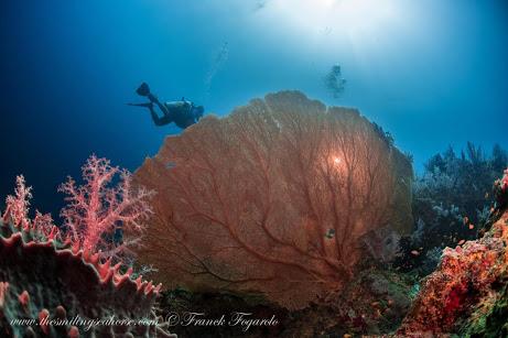 Giant Seafan, Mergui Archipelago, Myanmar