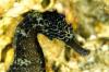 Tiger tail seahorse in Myanmar - smilingseahorse