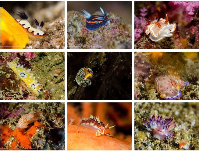 Nudibranchs in Burma