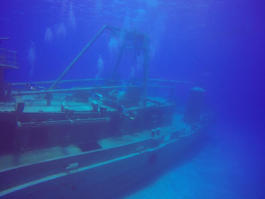 Kittiwake in G.C.