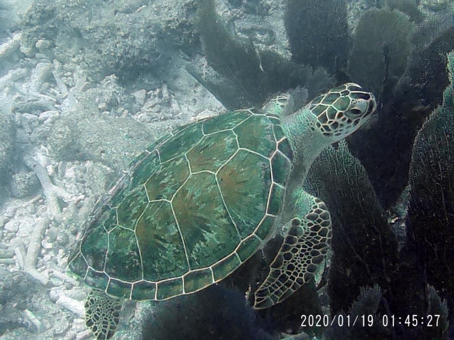 Sea turtle
