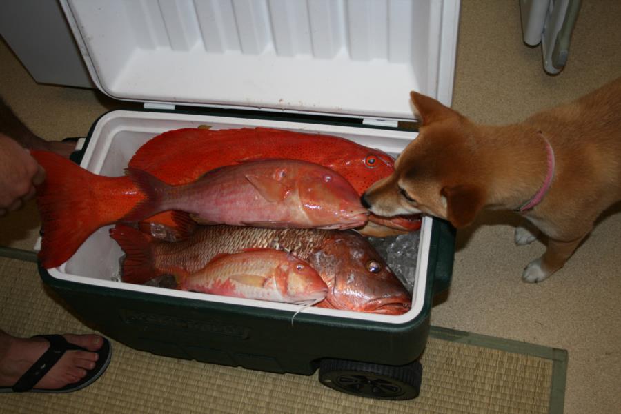 Yoshi likes the cooler