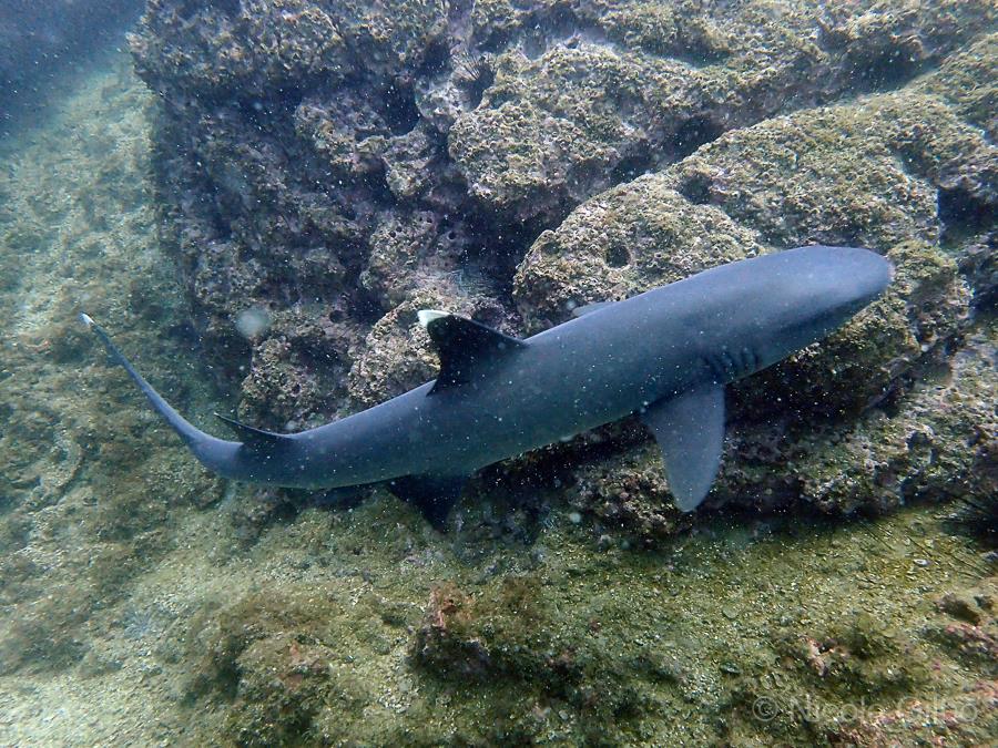 White Tip Shark Costa Rica