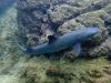 White Tip Shark Costa Rica