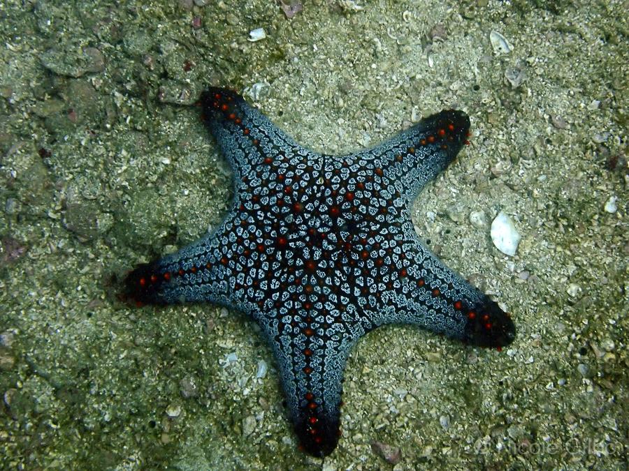 Starfish, Costa Rica