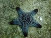 Starfish, Costa Rica