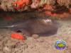 Round Ray, Scuba Diving in Gran canaria