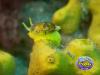 Golden Sponge Snail on sponge in Gran canaria