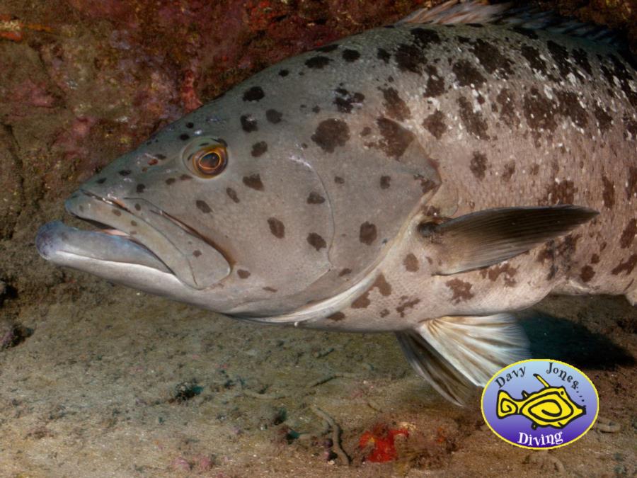 Abade (Island Grouper) in Gran canaria