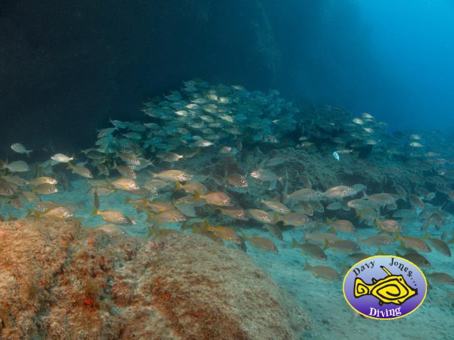 Shoal of Bastard Grunts, Gran canaria