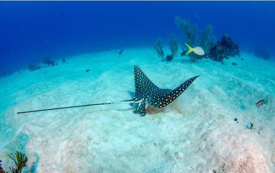 Spotted Eagle Ray, 1/2019
