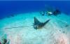 Spotted Eagle Ray, 1/2019