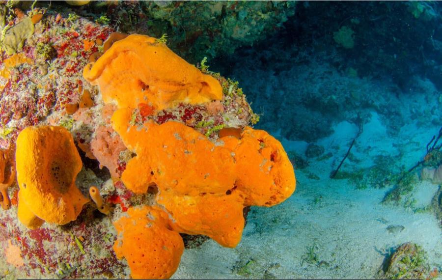 Orange Sherbert Corals, 1/2019