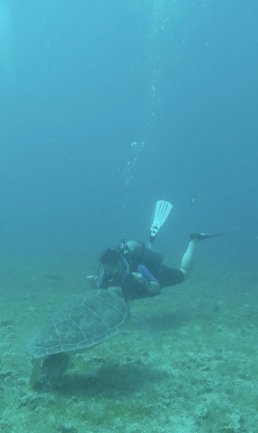 Me + Green Turtle, Tortola