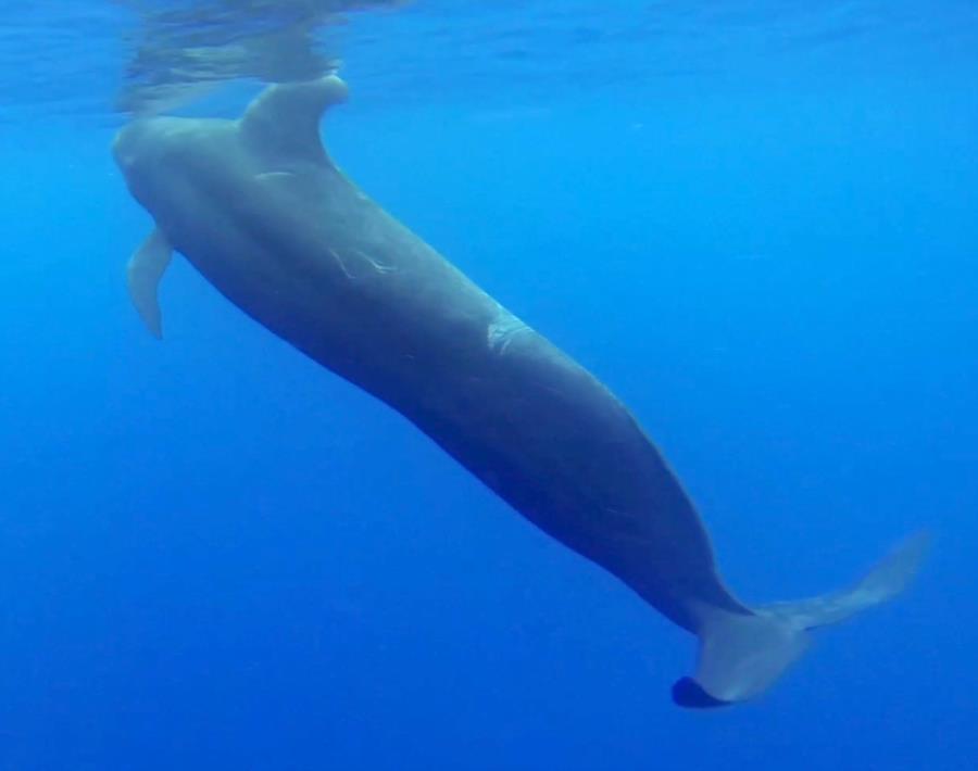 pilotwhale