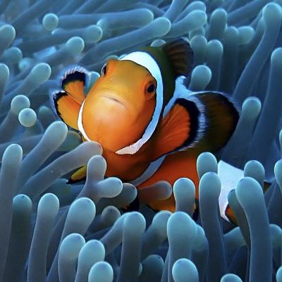 Thailand_Divers’s Profile Photo